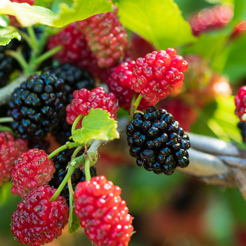 Dwarf Everbearing Mulberry Tree