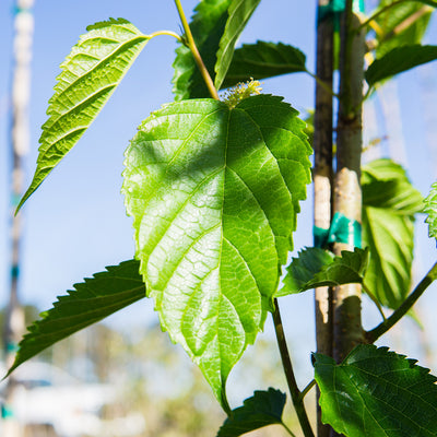 Dwarf Everbearing Mulberry Tree