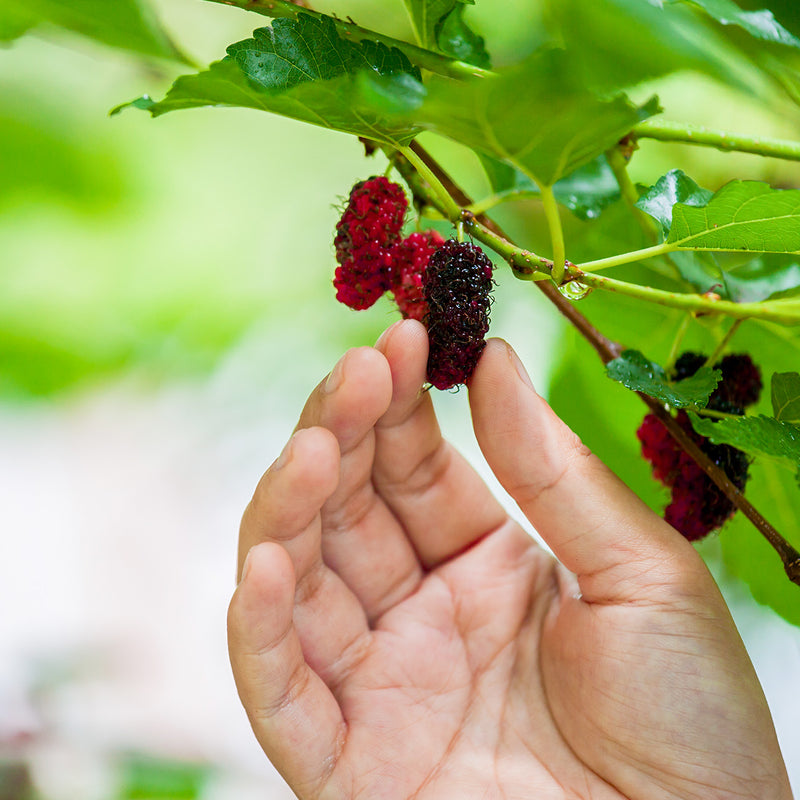 Dwarf Everbearing Mulberry Tree