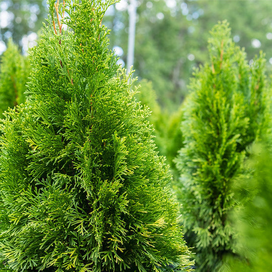 Emerald Green Arborvitae