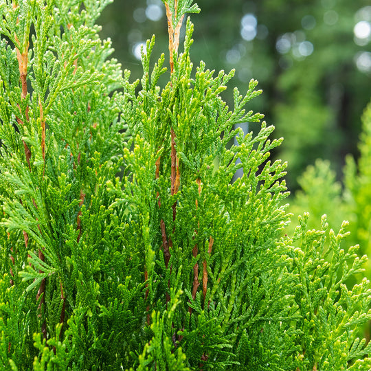 Emerald Green Arborvitae