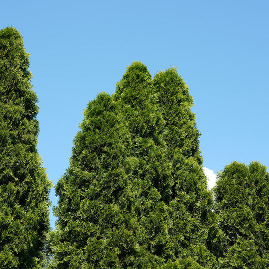 Emerald Green Arborvitae