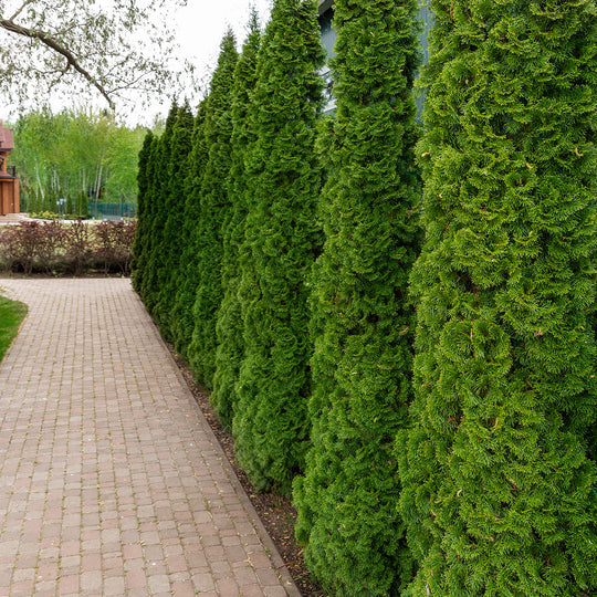 Emerald Green Arborvitae