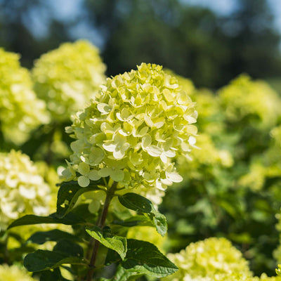 Little Lime® Hydrangea