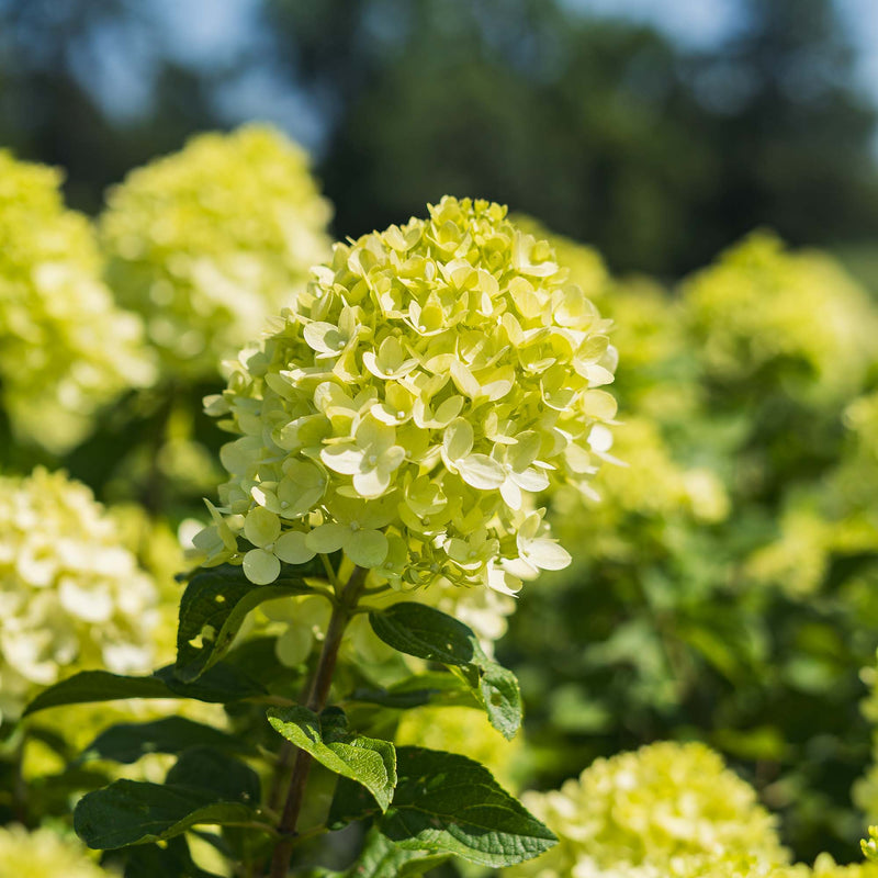 Little Lime® Hydrangea