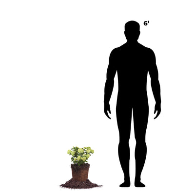 Little Lime® Hydrangea