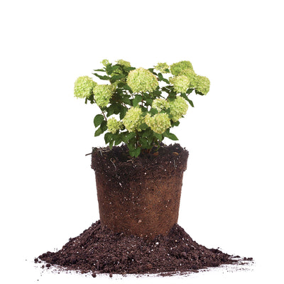 Little Lime® Hydrangea