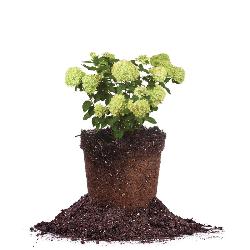 Little Lime® Hydrangea