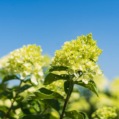 Little Lime® Hydrangea