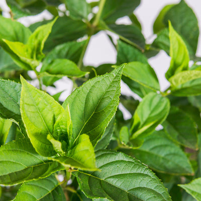 Little Lime® Hydrangea