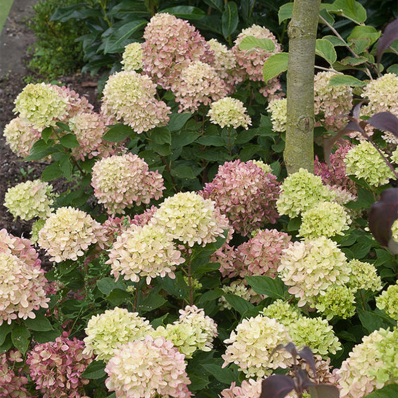 Little Lime® Hydrangea