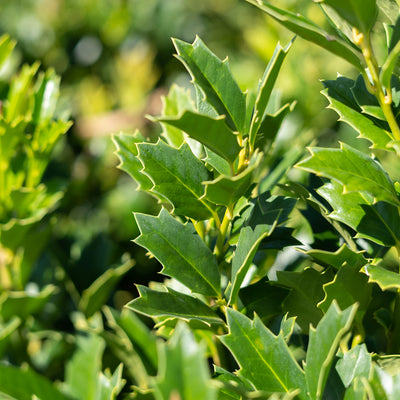 Oak Leaf Holly