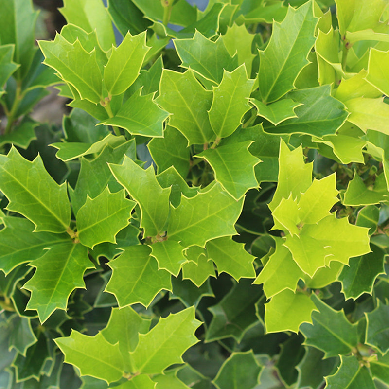 Oakleaf Holly