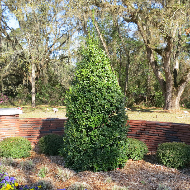 Oakleaf Holly