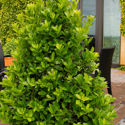 Oakleaf Holly
