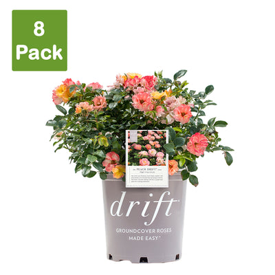 Peach Drift® Rose - Single