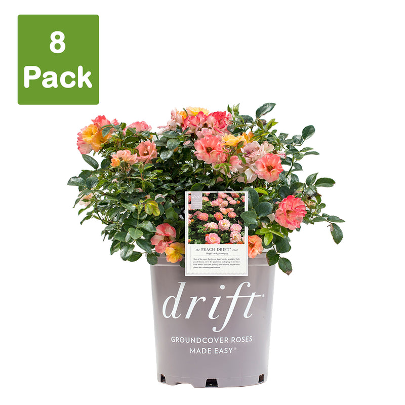 Peach Drift® Rose - Single