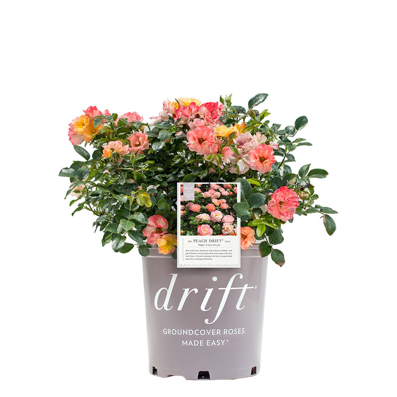 Peach Drift® Rose - Single