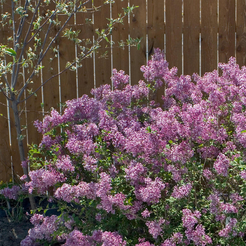 Bloomerang® Dark Purple Lilac