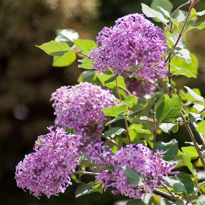 Bloomerang® Dark Purple Lilac