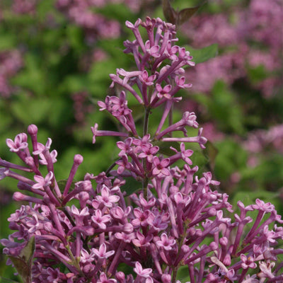 Bloomerang® Dark Purple Lilac