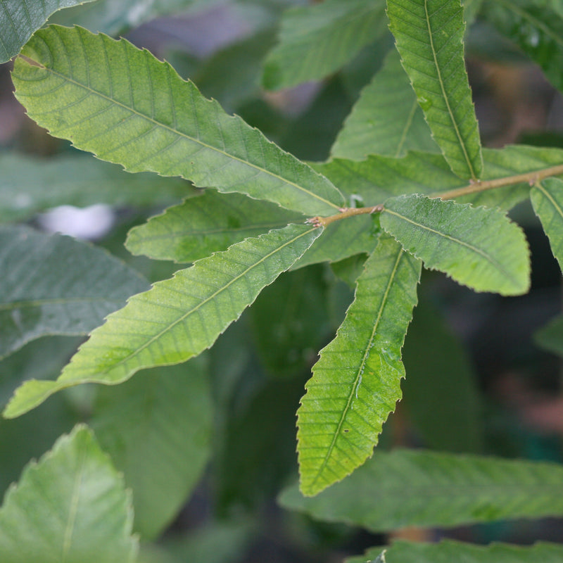 Sawtooth Oak Tree