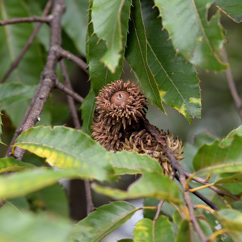 Sawtooth Oak Tree