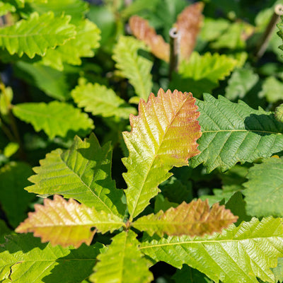 Swamp Chestnut Oak Tree