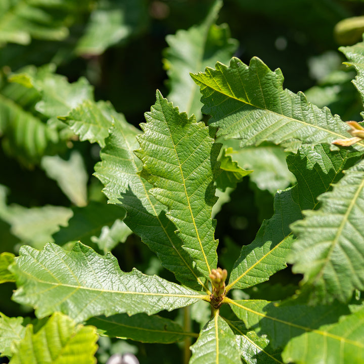 Swamp Chestnut Oak Tree