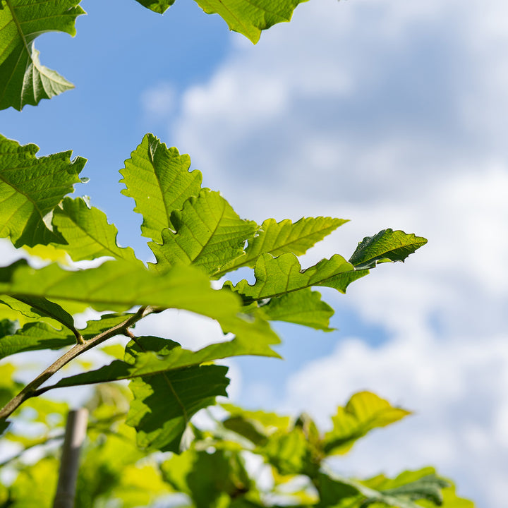 Swamp Chestnut Oak Tree