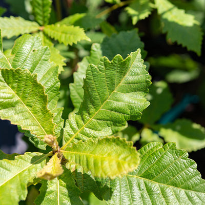 Swamp Chestnut Oak Tree