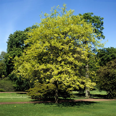 Swamp Chestnut Oak Tree