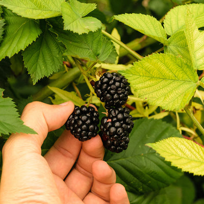 Triple Crown Blackberry Bush