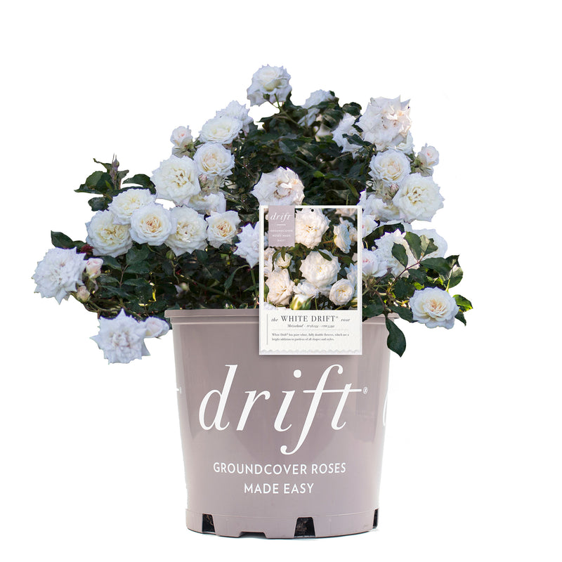 White Drift® Rose